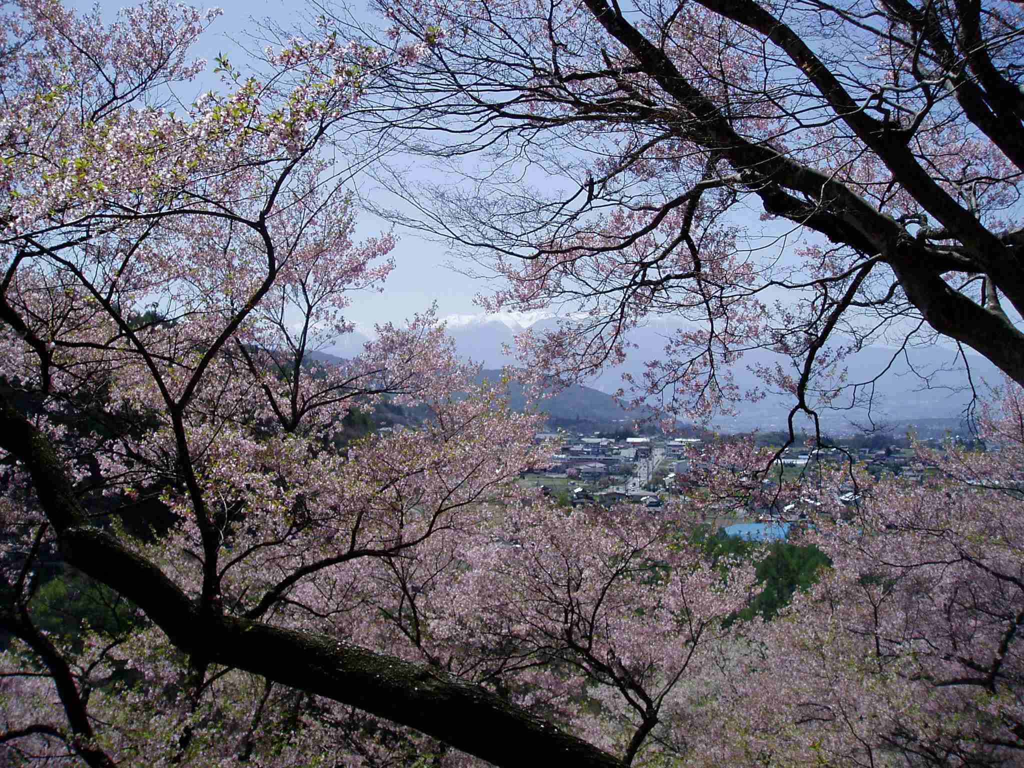 あなたの街の「桜の名所」、、、