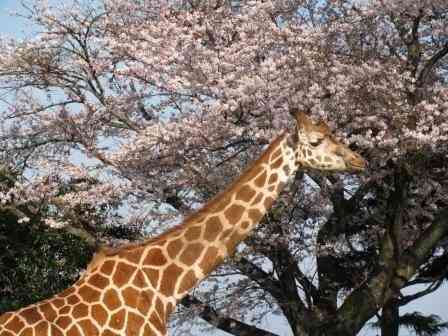 あなたの街の「桜の名所」、、、
