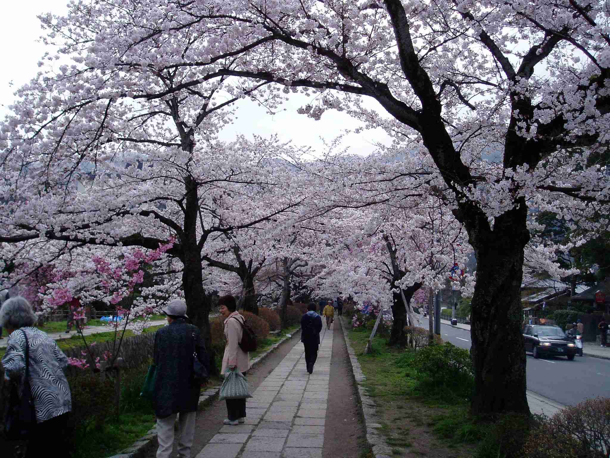 あなたの街の「桜の名所」、、、
