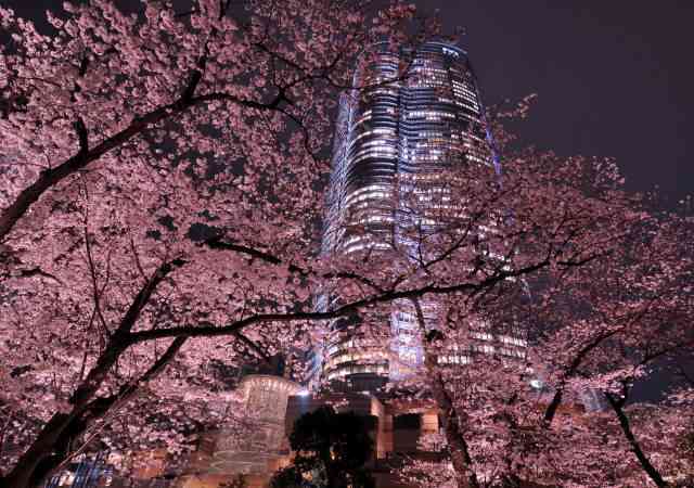 あなたの街の「桜の名所」、、、