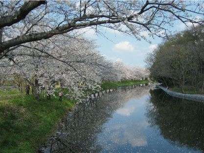あなたの街の「桜の名所」、、、