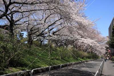 あなたの街の「桜の名所」、、、