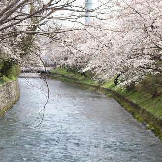 あなたの街の「桜の名所」、、、