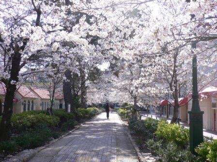 あなたの街の「桜の名所」、、、