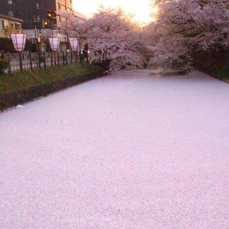 あなたの街の「桜の名所」、、、