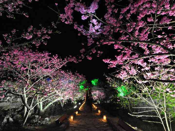 あなたの街の「桜の名所」、、、