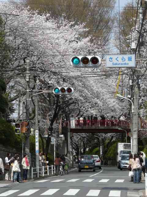 あなたの街の「桜の名所」、、、