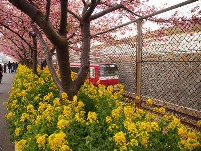 あなたの街の「桜の名所」、、、