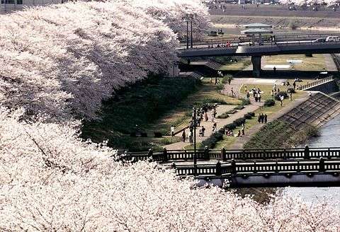 あなたの街の「桜の名所」、、、