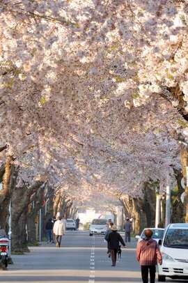 あなたの街の「桜の名所」、、、
