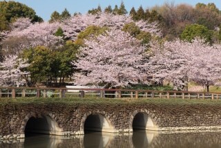 あなたの街の「桜の名所」、、、