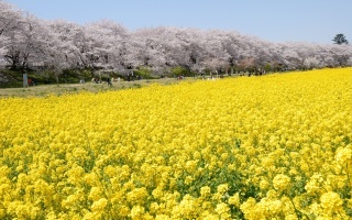 あなたの街の「桜の名所」、、、