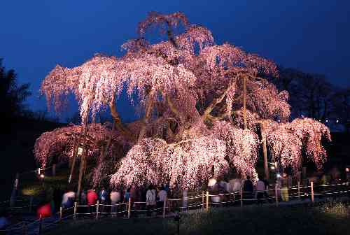 あなたの街の「桜の名所」、、、