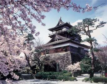 あなたの街の「桜の名所」、、、