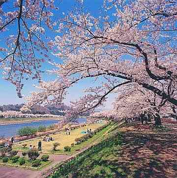 あなたの街の「桜の名所」、、、