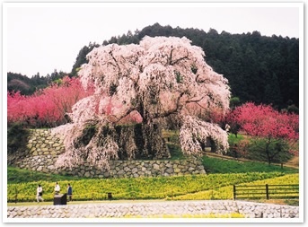 あなたの街の「桜の名所」、、、