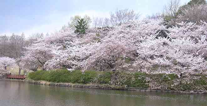 あなたの街の「桜の名所」、、、