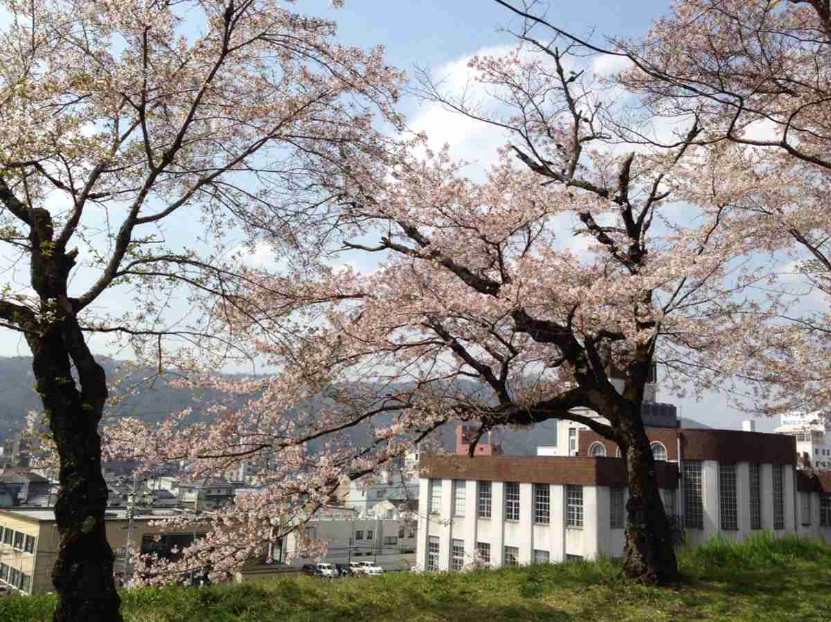 あなたの街の「桜の名所」、、、