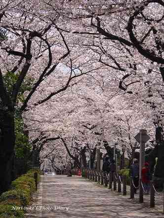 あなたの街の「桜の名所」、、、