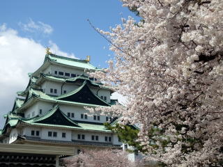 あなたの街の「桜の名所」、、、