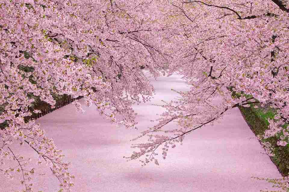 あなたの街の「桜の名所」、、、