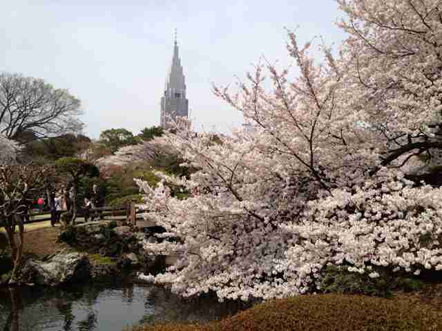 あなたの街の「桜の名所」、、、