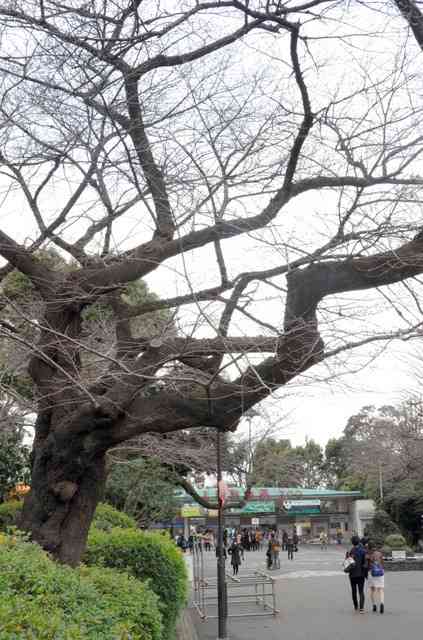 あなたの街の「桜の名所」、、、