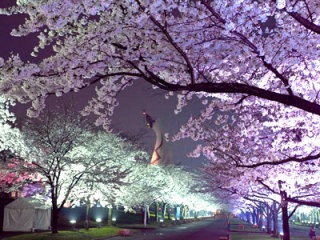 あなたの街の「桜の名所」、、、