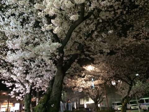 あなたの街の「桜の名所」、、、