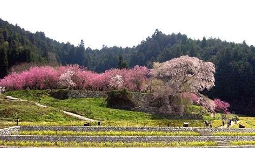 あなたの街の「桜の名所」、、、