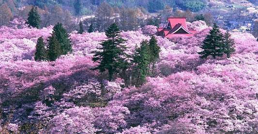 あなたの街の「桜の名所」、、、