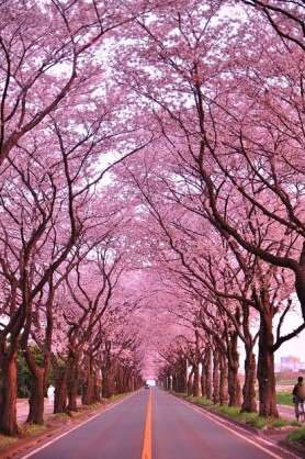 あなたの街の「桜の名所」、、、