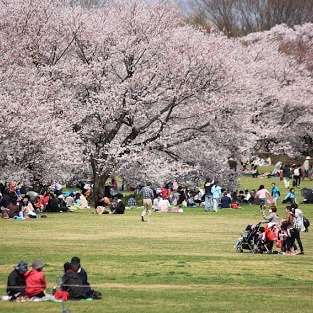 あなたの街の「桜の名所」、、、