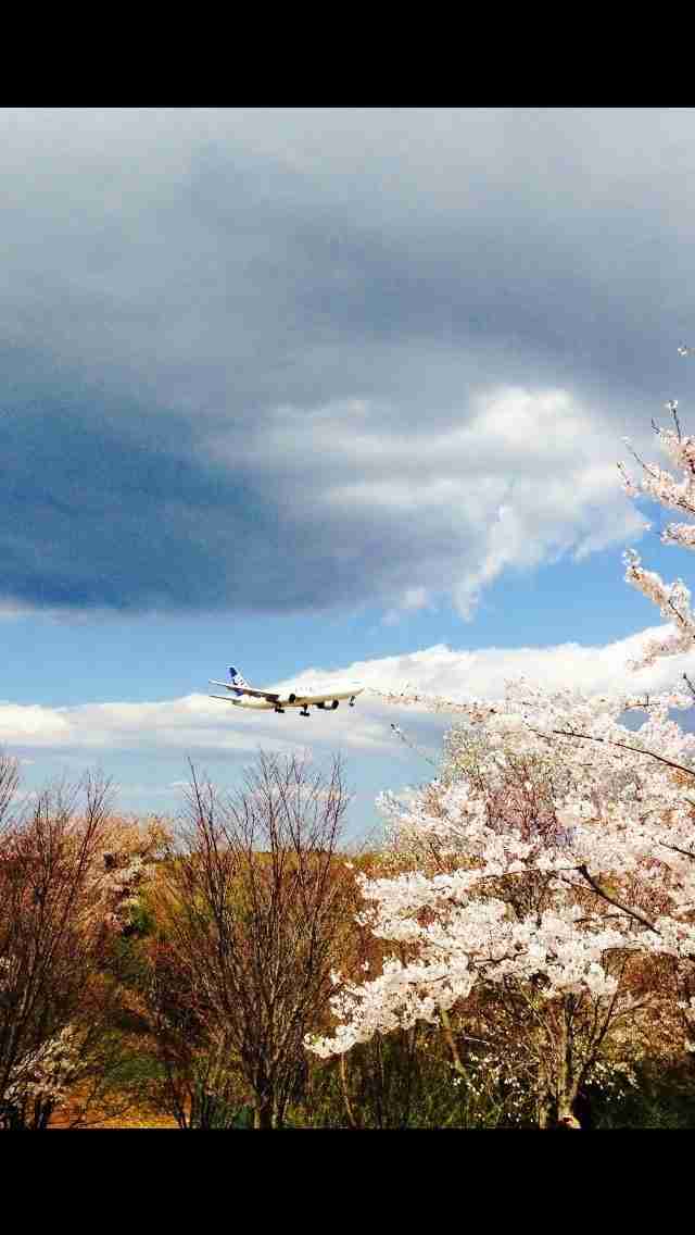 あなたの街の「桜の名所」、、、