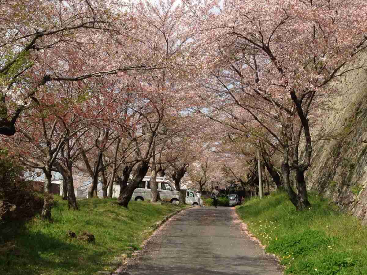 あなたの街の「桜の名所」、、、