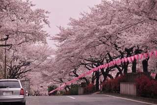 あなたの街の「桜の名所」、、、