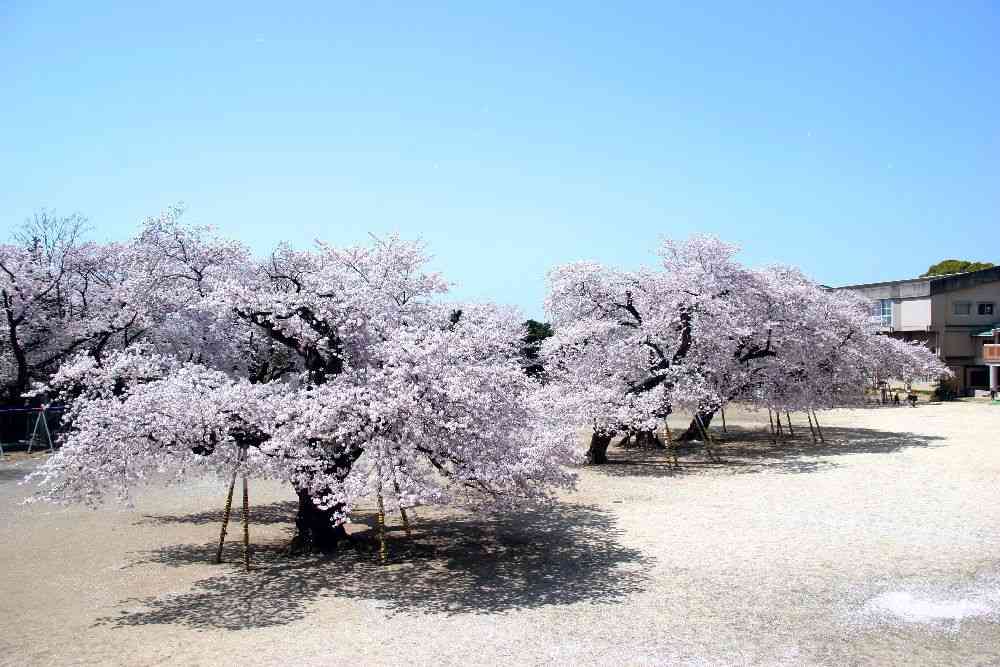 あなたの街の「桜の名所」、、、
