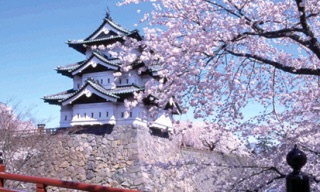 あなたの街の「桜の名所」、、、