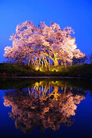 あなたの街の「桜の名所」、、、
