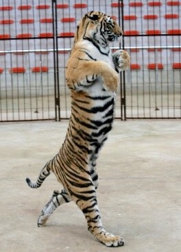 好きな画像に合わせてコメントするトピ