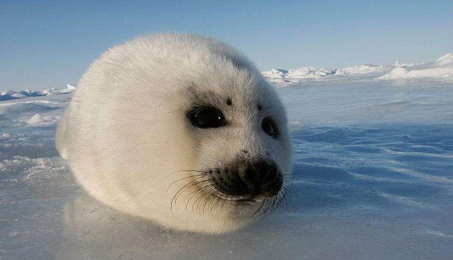 好きな画像に合わせてコメントするトピ