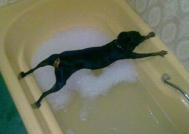 好きな画像に合わせてコメントするトピ