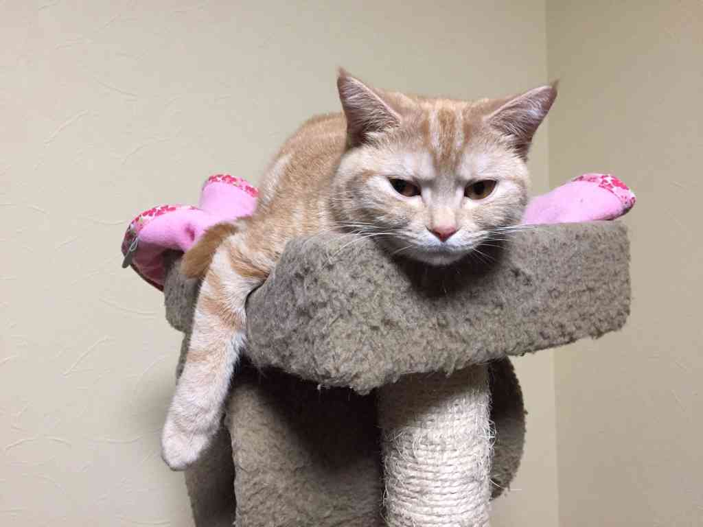 色んな「ごめん寝」画像で癒されるトピ