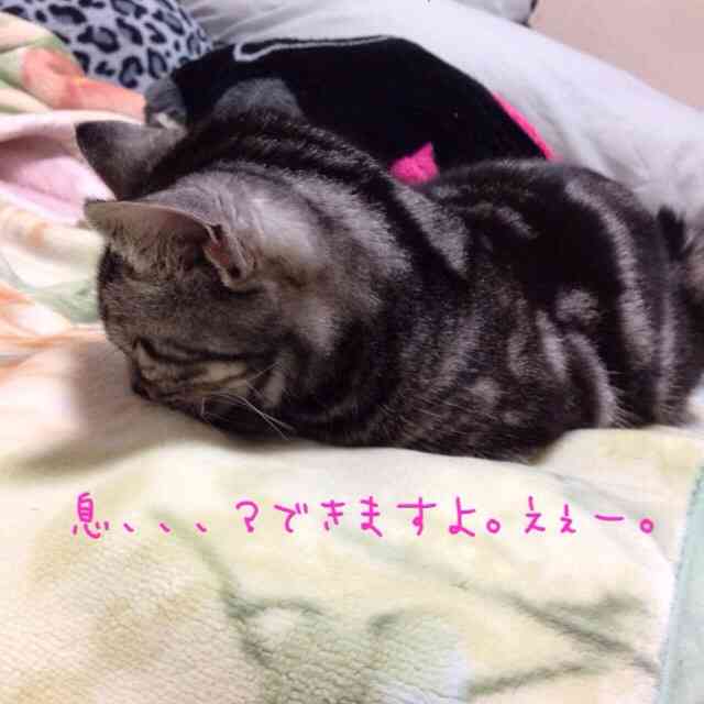 色んな「ごめん寝」画像で癒されるトピ