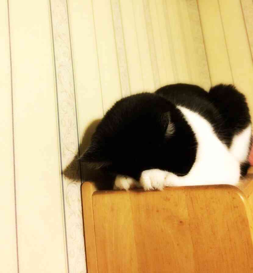 色んな「ごめん寝」画像で癒されるトピ