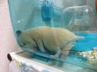 色んな「ごめん寝」画像で癒されるトピ