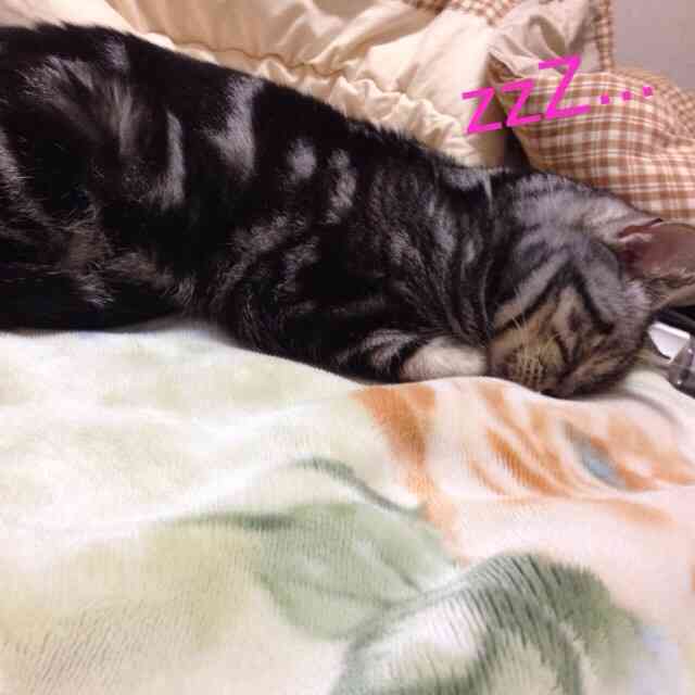 色んな「ごめん寝」画像で癒されるトピ