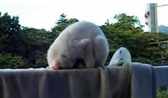 色んな「ごめん寝」画像で癒されるトピ