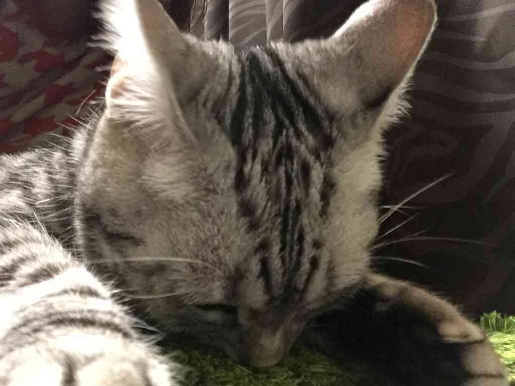 色んな「ごめん寝」画像で癒されるトピ