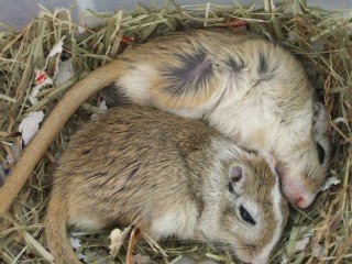 色んな「ごめん寝」画像で癒されるトピ